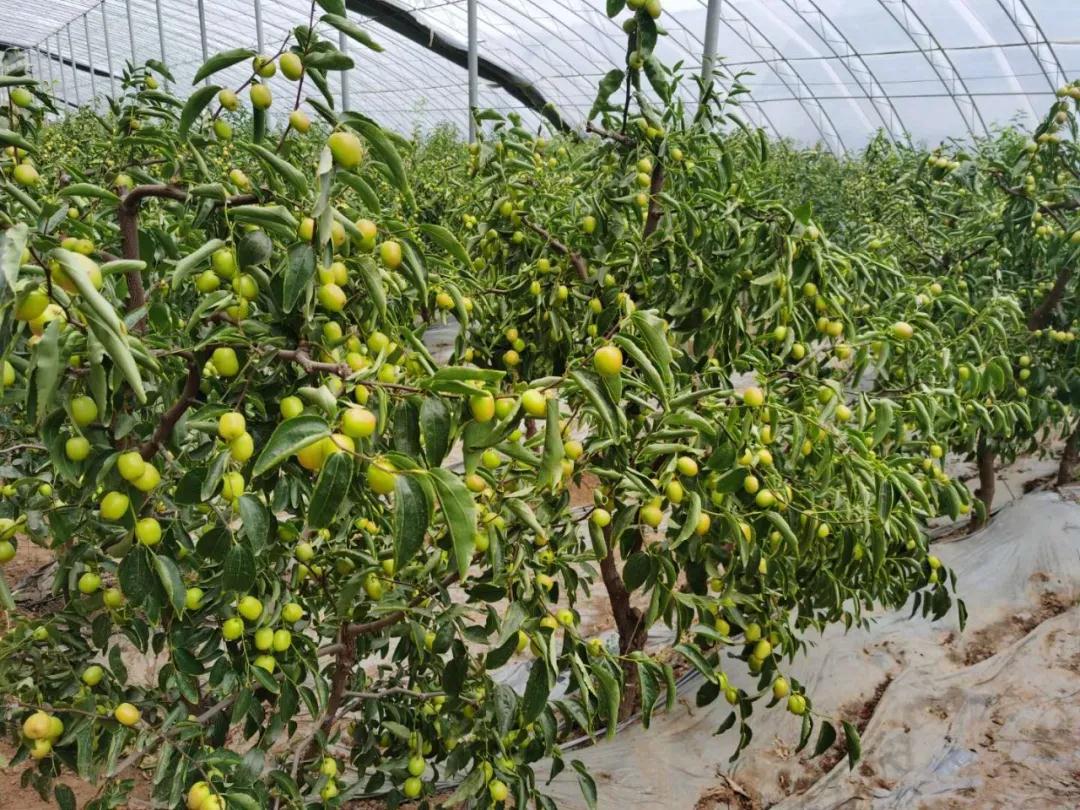 1594192005579662.jpg 微信图片_20200708150554.jpg